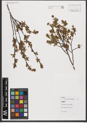 Foto von Salix L.
